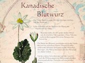 Blutwurz kanadische